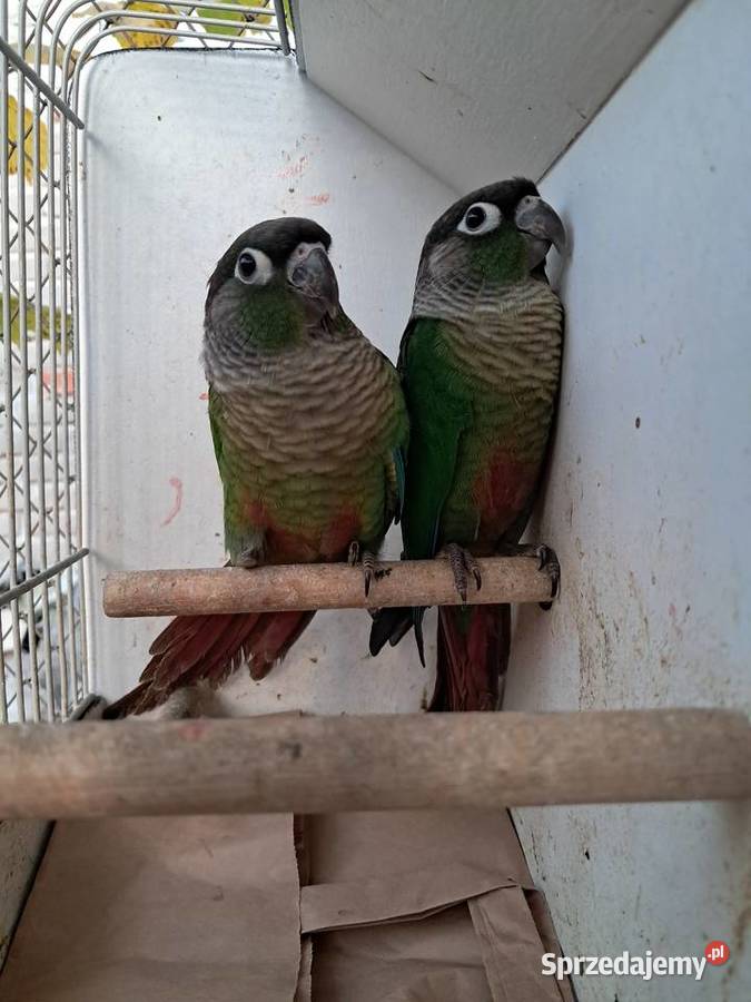 RudosterkiRudosterka Ptaki Tryńcza