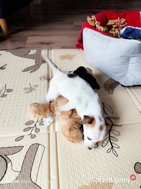 Jack Russell Terrier gładkowłose Poddębice