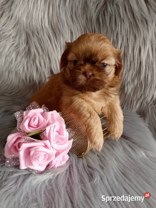 Piękna suczka shih tzu szuka domku Shih Tzu Namysłów