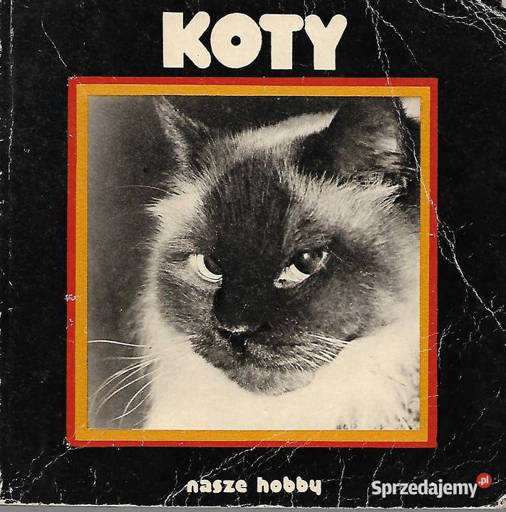 Koty Nasze Hobby Puławy