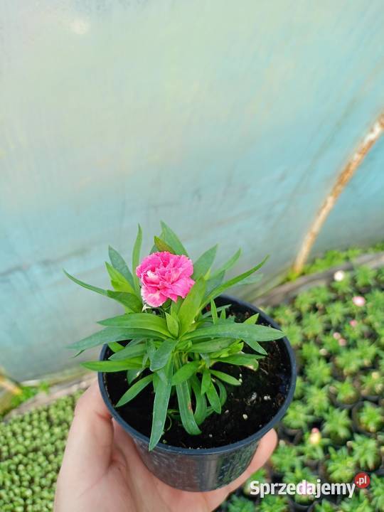 Supertunia Vista 15 kolorów sadzonki w Czulice
