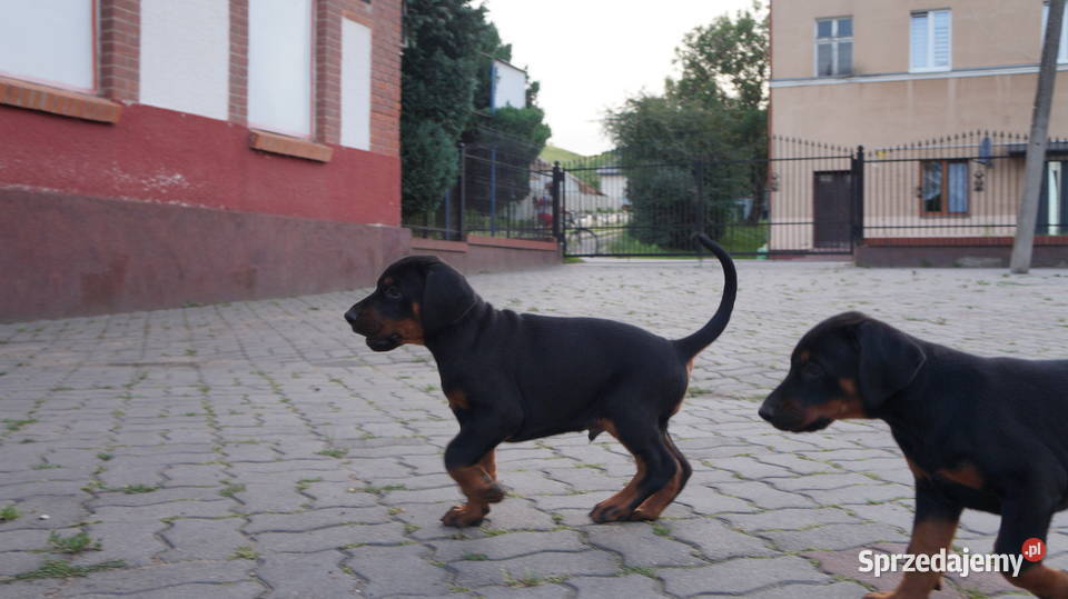 szczeniaki doberman Bydgoszcz