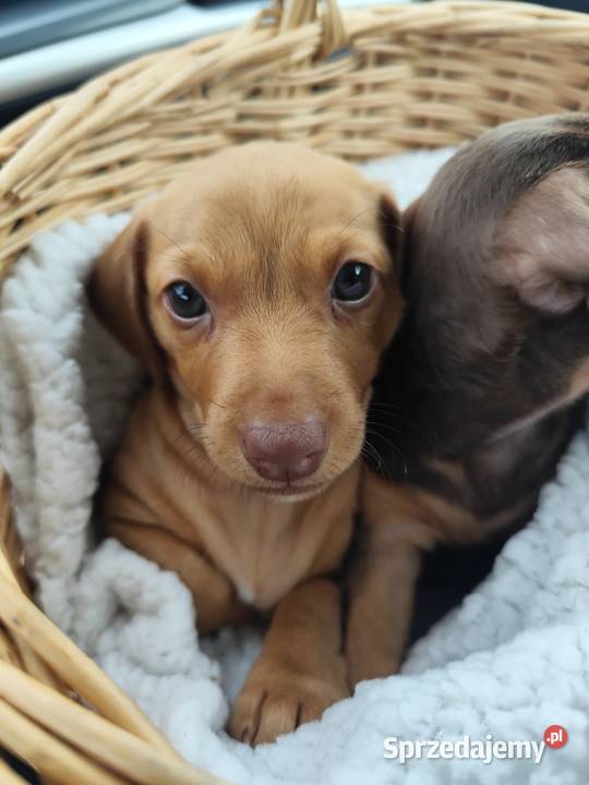 Jamniki krótkowłose suczka Strzegowo