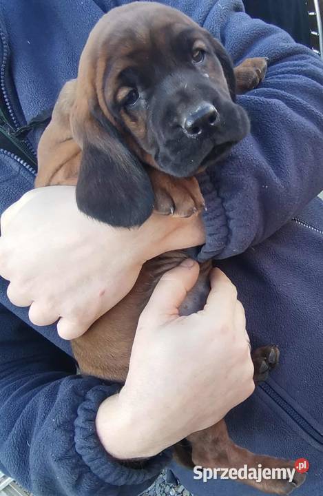 Posokowiec bawarski szczenięta Krosno