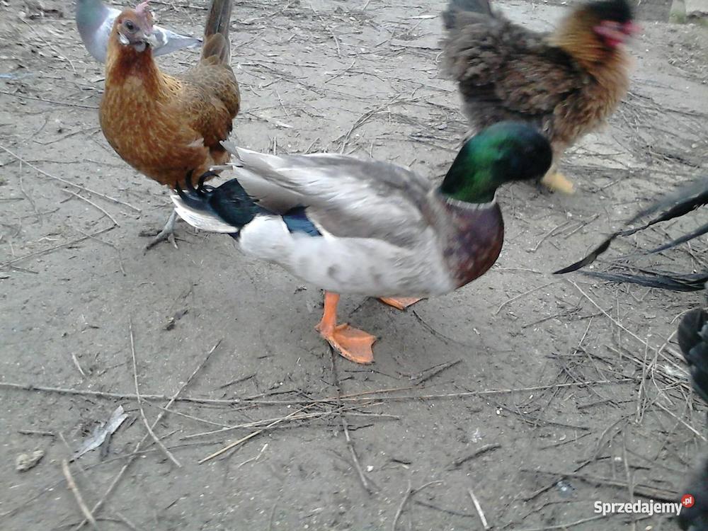 silk feniks aracuana minor skrzynka do wysyłki