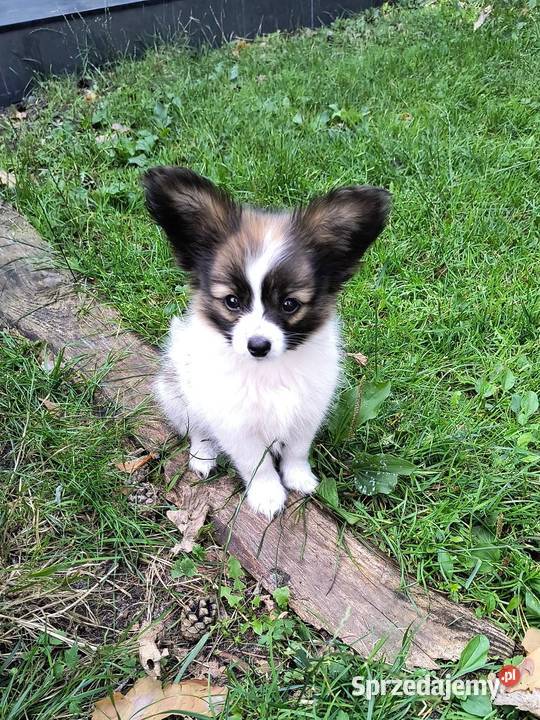 Papillon Spaniel Kontynentalny miniaturowy Pozostałe Rudnik Wielki sprzedam