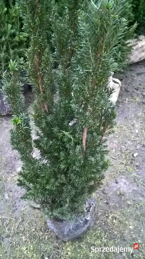 Cis Hicksii Gotowy żywopłot Mszczonów