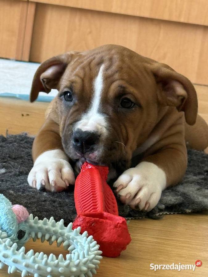Amstaff FCI gotowy 11052026 do odbioru Gdańsk