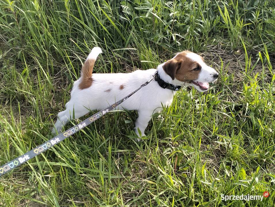 Piesek Jack Russell Terrier FCI ZKwPWrocław Wrocław