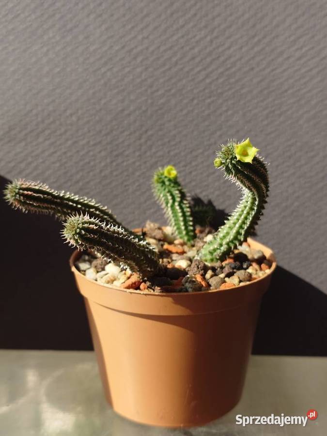 Echidnopsis chrysantha sukulent miniatura mazowieckie Warszawa