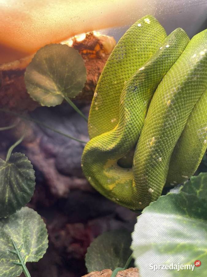 Morelia viridis pyton zielony Częstochowa