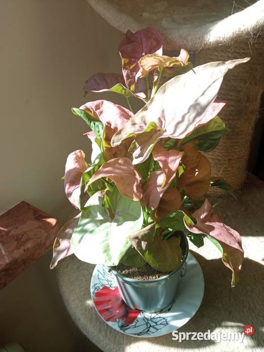 A może fiołka begonię podlaskie Białystok
