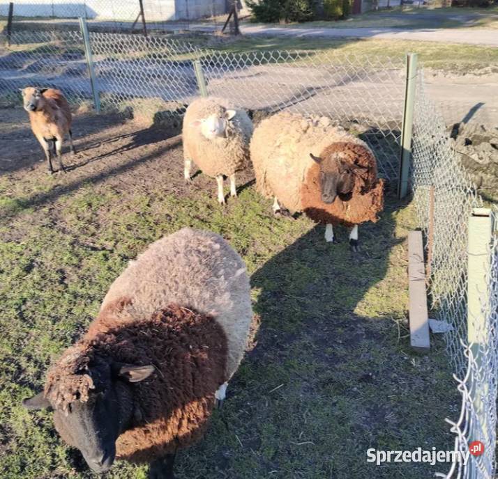 Owce rasy mix dorper Pozostałe Dmosin