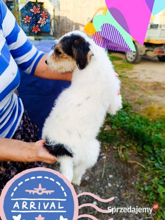 Foksterier szorstkowłosy z rodowodem suczka Augustów