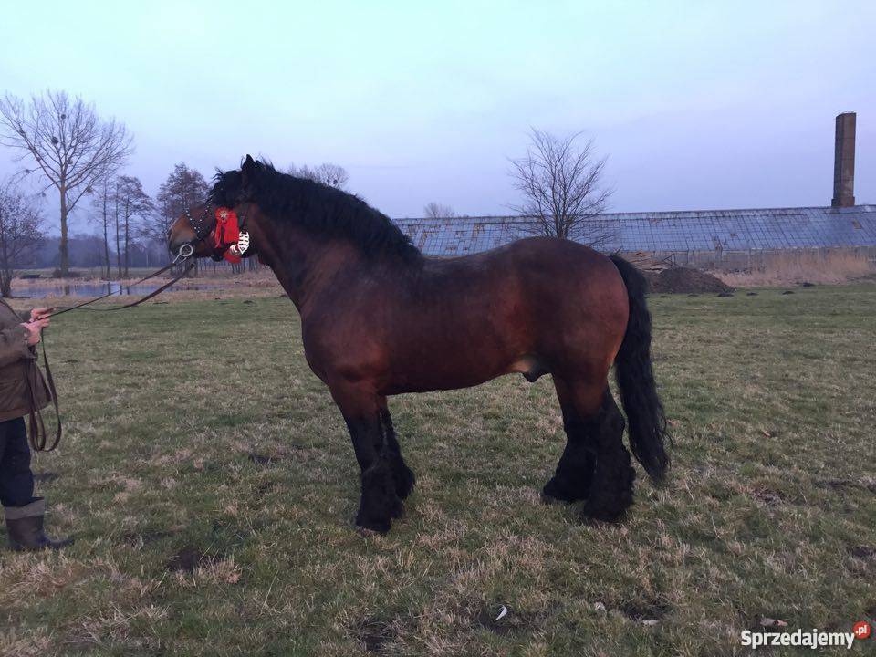 Sprzedam konia zimnokrwistego Kozinki sprzedam