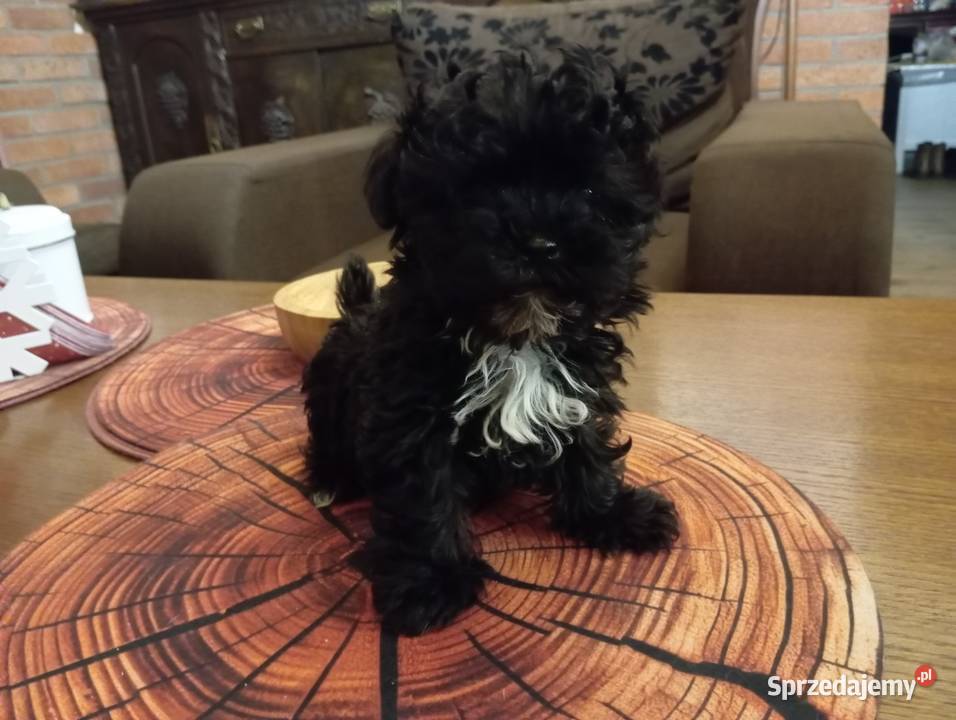 Sprzedam pieska rasy Rosyjska Bolonka Kolorowa Środa Wielkopolska