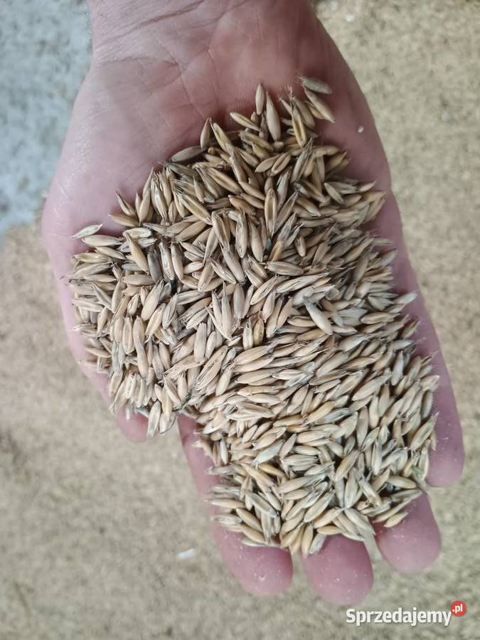 Owies poker centrali Suwałki