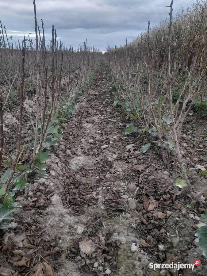 Porzeczka czerwona czarne patyki liście sadzonka Puławy