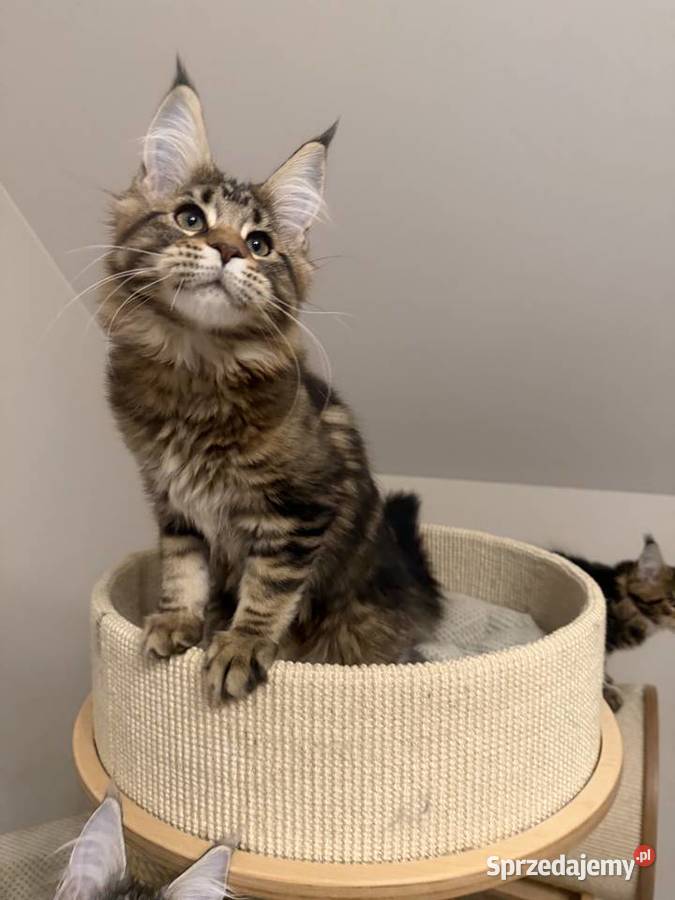 Sprzedam kota Maine Coon FPL Skierniewice