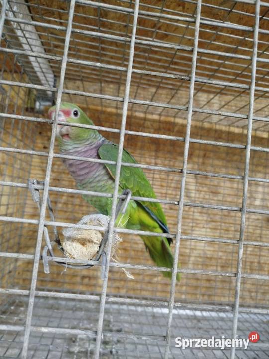 Amazonka lilioglowy Siedlce