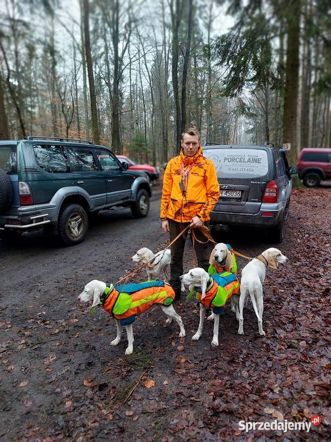 Gończe PORCELAINE FCI super szczeniak Drawno