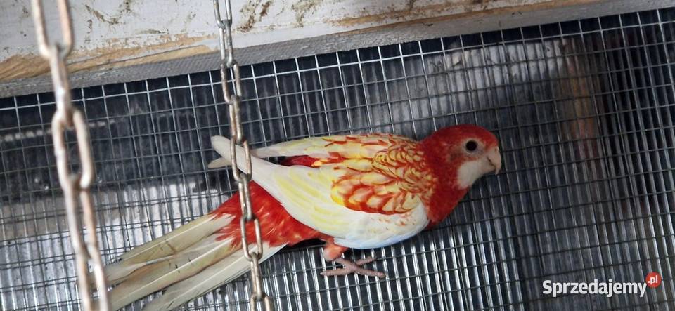 Rozelle Bialolice rubino