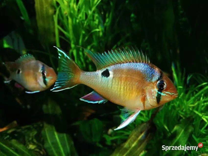 Grzebiec zielony Biotodoma Cupido ODŁÓW WF pomorskie Gdańsk