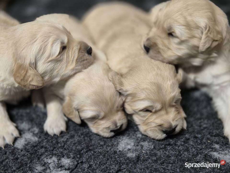 Golden retriever złote szczenięta Tomaszów Lubelski sprzedam