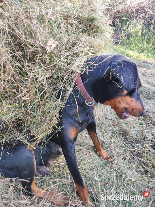Szczenięta Dobermana do sprzedania Dobre