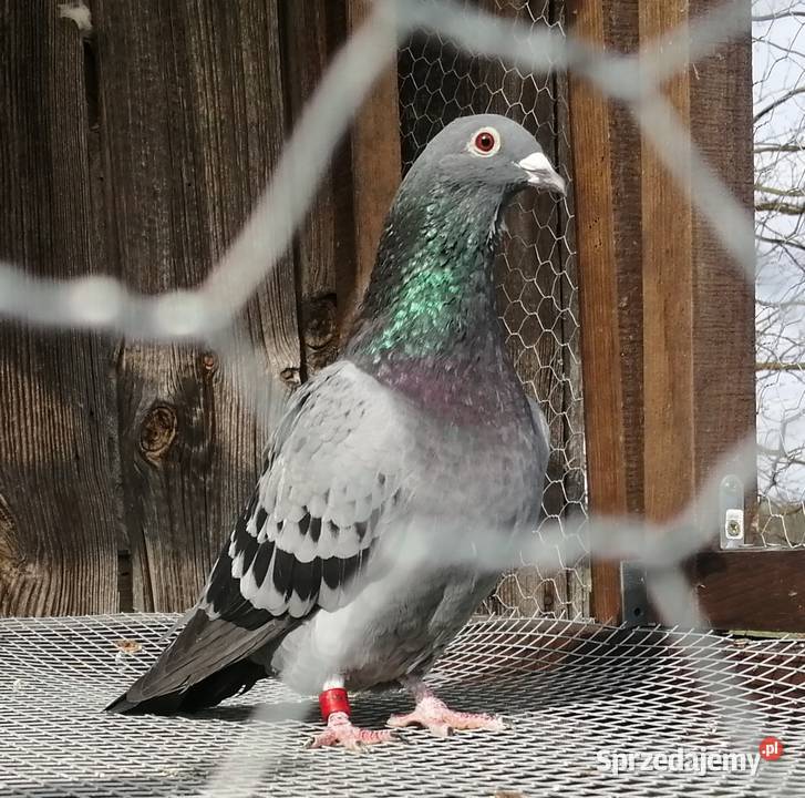Gołębie pocztowe Kamionna