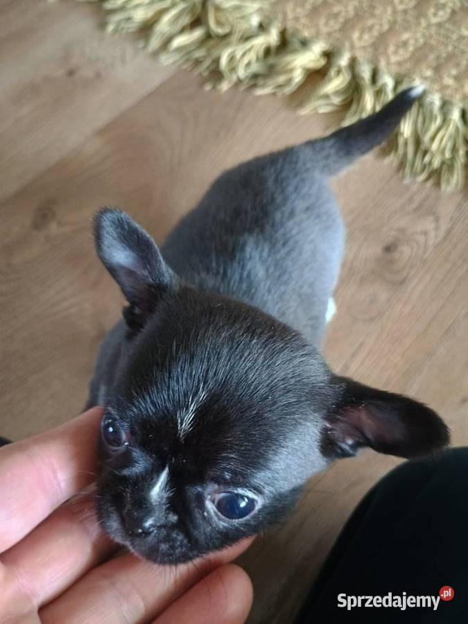 Chihuahua malutki xxs gorzka czekolada Radomsko