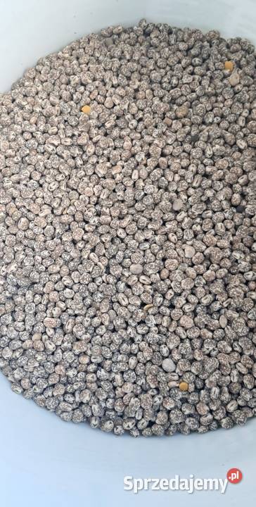 Łubin wąskolistny niebieski Mielec