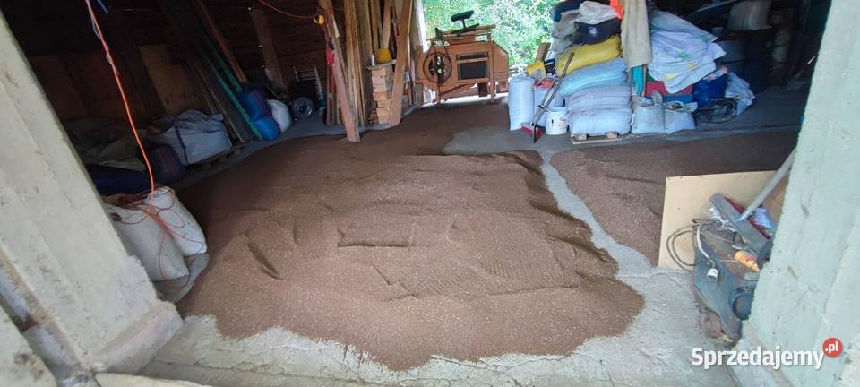 Facelia 2025 nasiona poplon miododajna Usnarz Górny