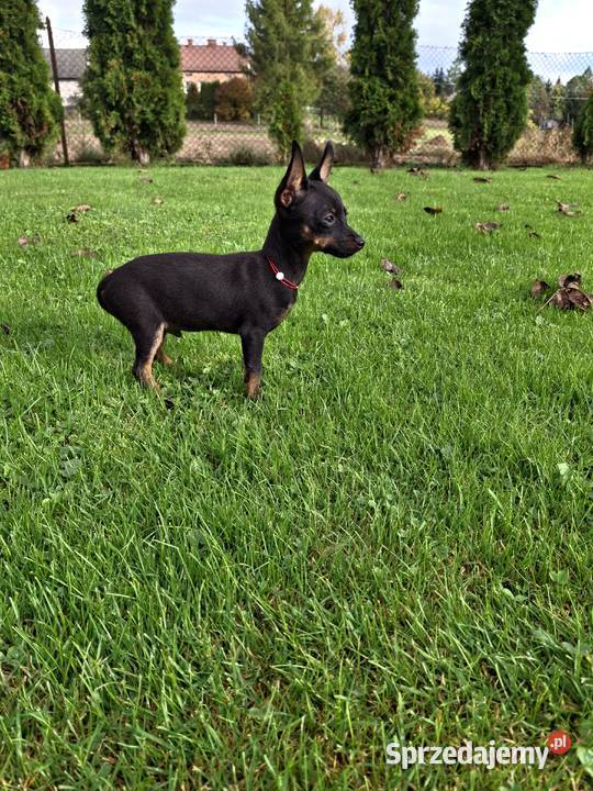 Spajki Ratlerek pinczerek miniaturka Jasło