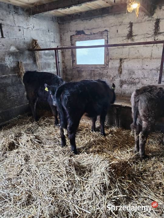 Sprzedam jałoszki Hodowla bydła sprzedam