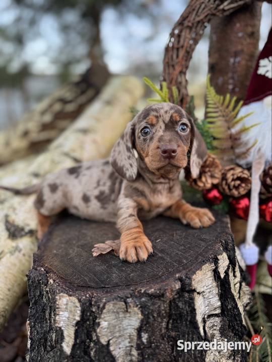Wyjątkowa Sunia Jamnik miniaturowy Choco merle z Jamnik Katowice