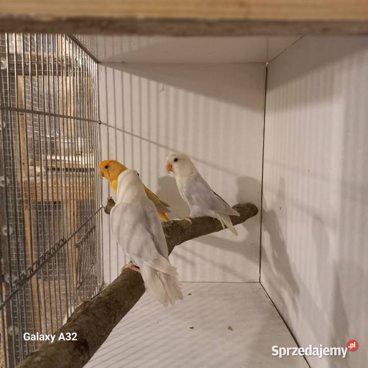 Nierozłączki czerwonoczelne 2025r Garwolin sprzedam