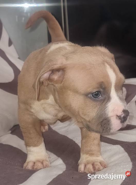 AMERICAN STAFFORDSHIRE TERRIER PIES Chełm