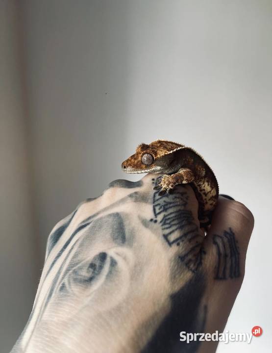 Gekon orzęsiony samica Łomianki