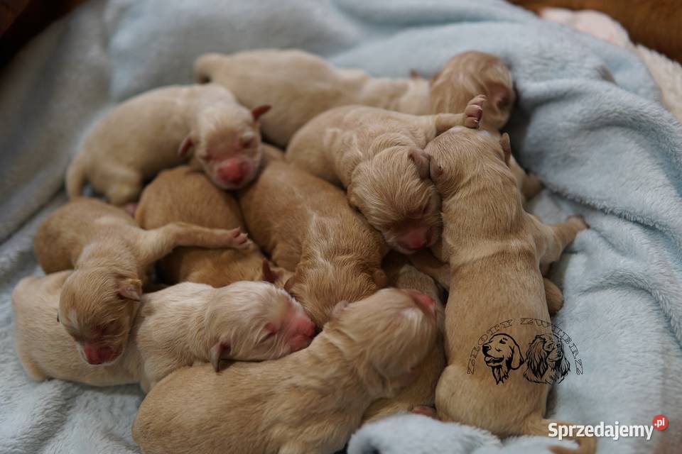 Szczeniak Golden Retriever podkarpackie Rzeszów