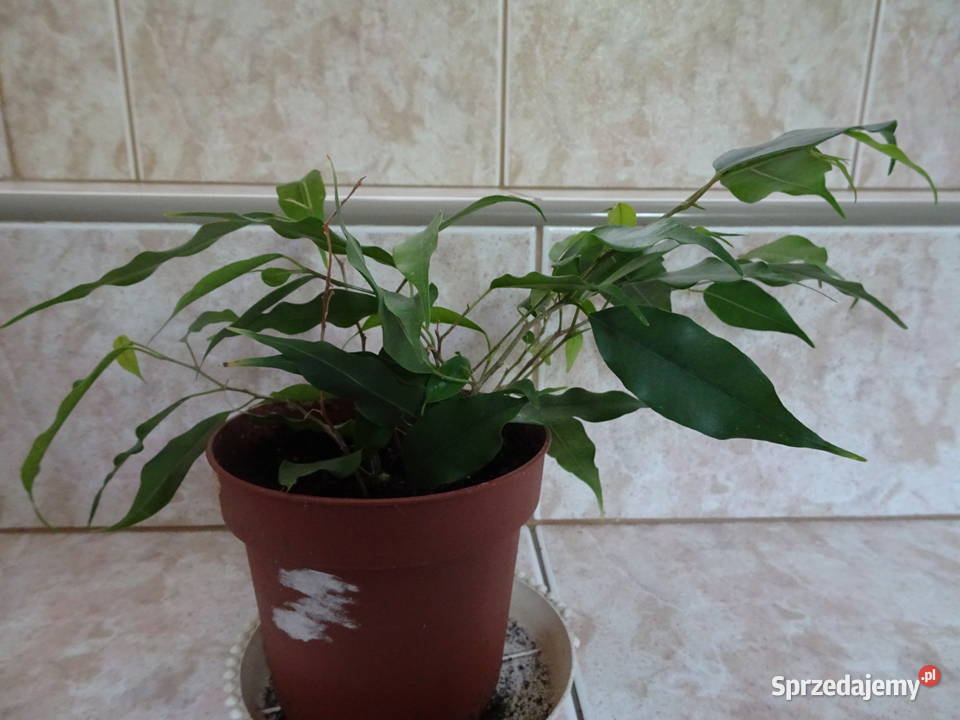 Ficus fikus Benjamina mazowieckie Warszawa