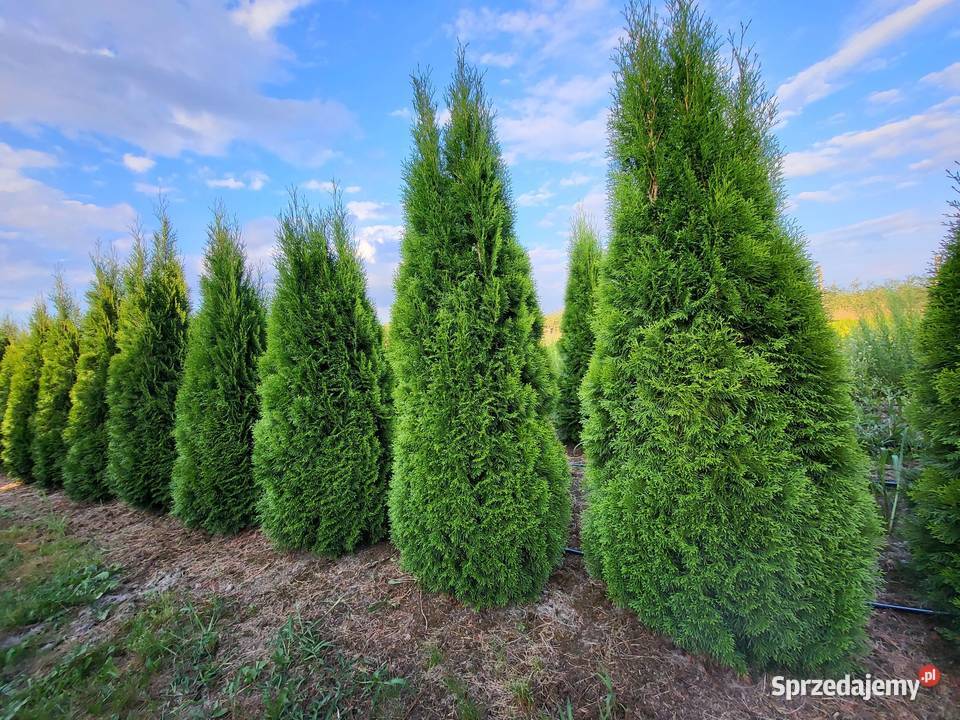 Tuja szmaragd Tuje Szmaragd 200220 Transport Rośliny Warszawa