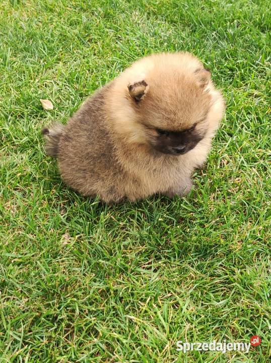 Szpic miniaturowy pomeranian Ciechanów sprzedam