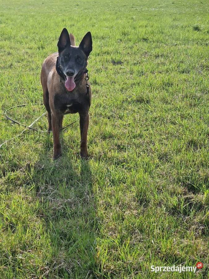 Owczarek belgijski Malinois FCI zapowiedz miotu Owczarek Nowy Sącz sprzedam
