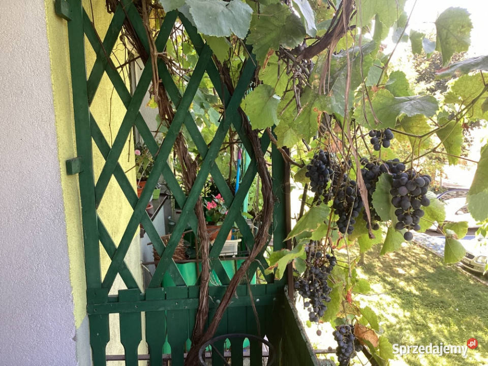 2 pokoje I piętro 3 piętra i więcej Opoczno
