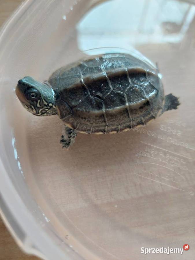 Żółw wodno lądowy z wyposażonym terrarium Tarnów sprzedam