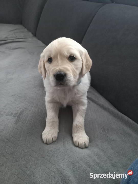 Golden Retriever szczeniaki lubelskie Łaszczów