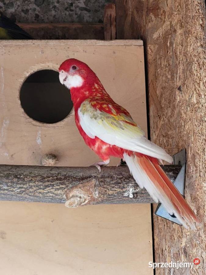 Rozelle Białolice Barabandy Ptaki opolskie Otmice