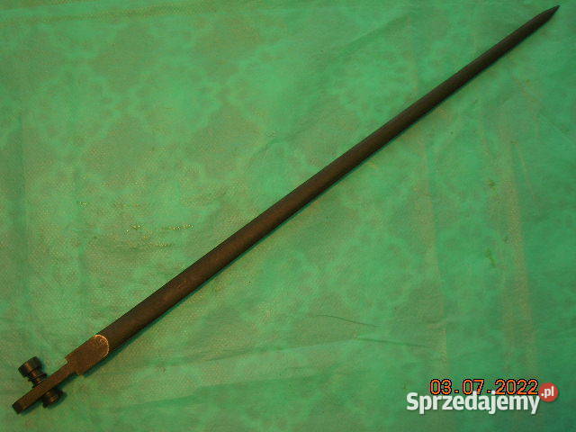 Włoski kolec w stanie łódzkie