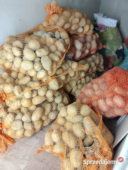 Ziemniaki Otolia Tarnów